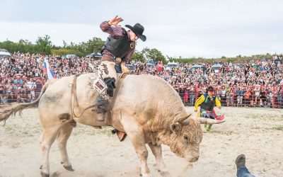 Élő Bika Rodeóval csábít a XXX. Göcseji Aratónapok.