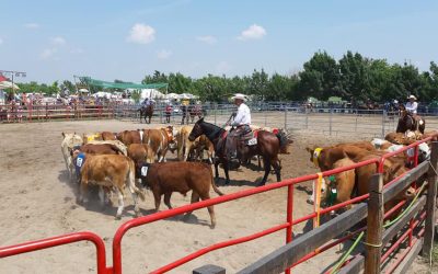 Western lovas OB. 1. forduló – magazin